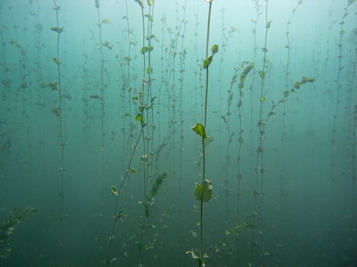Herbiers sous-lacustres : les secrets des plantes du Léman