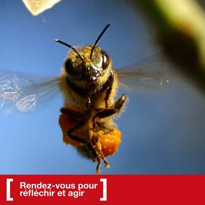 Cycle «Ciné-dimanche» : More than Honey, et si les abeilles disparaissaient?