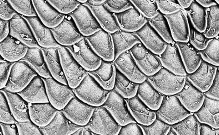 L’infiniment petit révélé au microscope