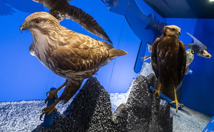 Journée internationale des musées - Le pouvoir des animaux