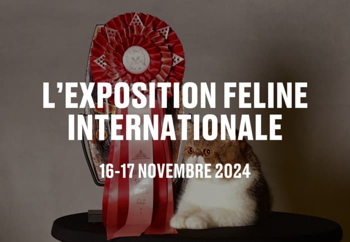 L'exposition féline internationale