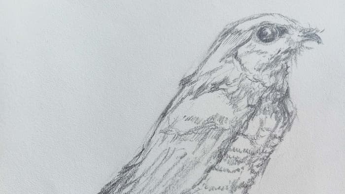 Atelier - Dessin Nomade