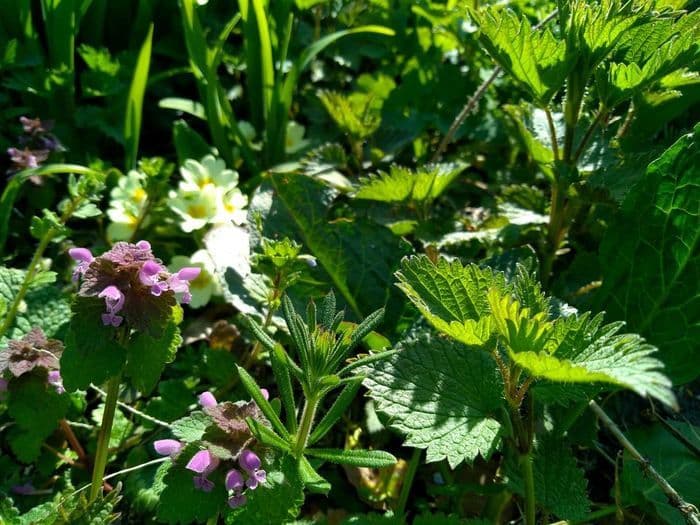 Plantes sauvages comestibles « Plantes détox et jeunes pousses »