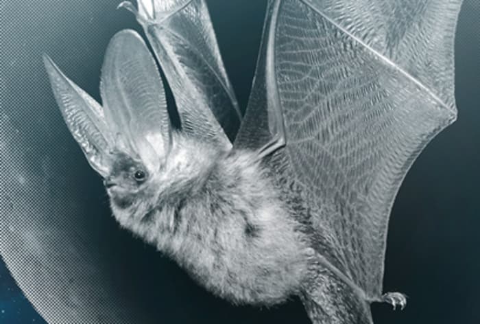 La nuit des chauves-souris