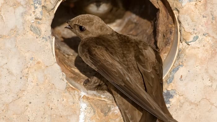 Forum hirondelles et martinets: cohabiter avec les oiseaux en ville