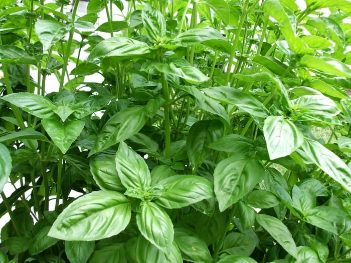 Café discussion: les plantes et nous ?