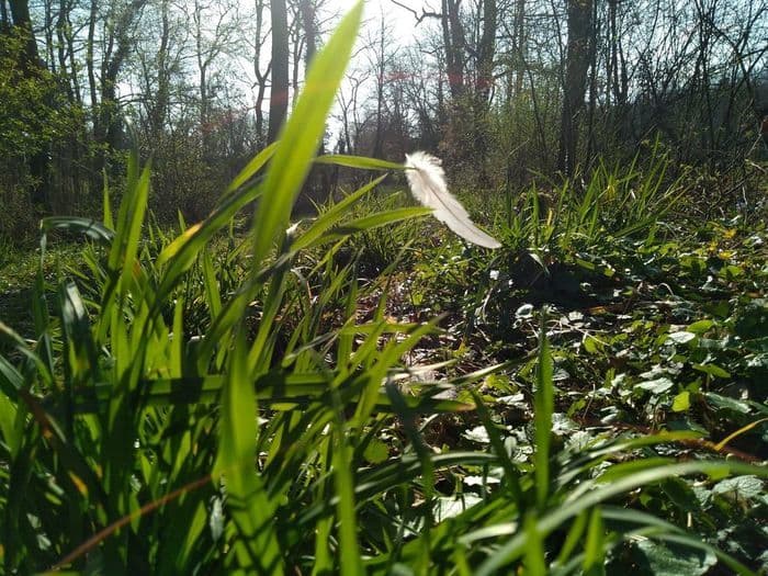 Bain de forêt « Ouverture des sens »