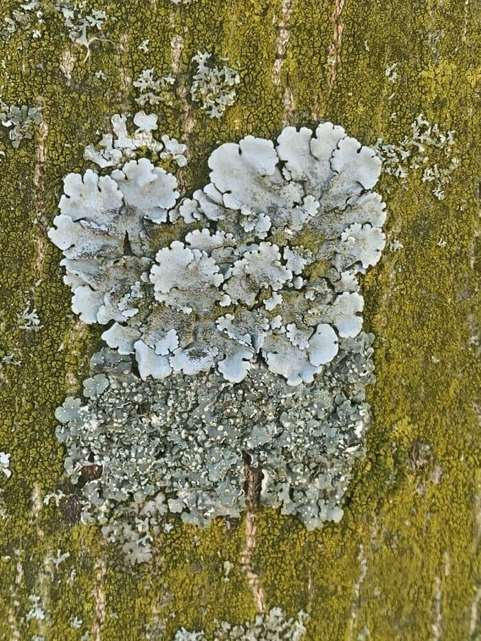 Balade au fil des champignons