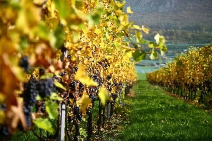 Visite du domaine, dégustation de vins et apéritif dînatoire au domaine La Maison Forte