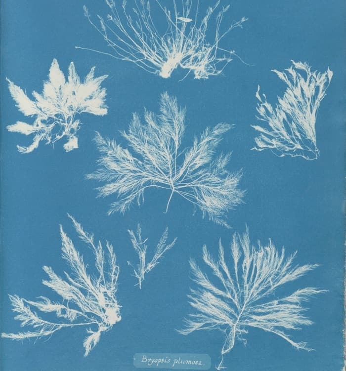 Fabrique ta photographie avec le procédé de cyanotype
