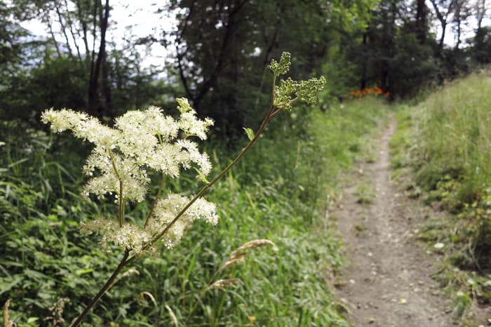 Sortie plantes sauvages comestibles et médicinales