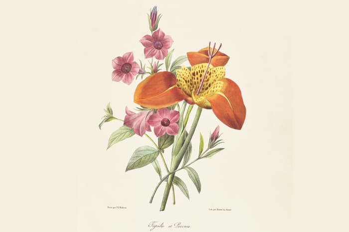 Trésors de l’illustration botanique : XVe – XIXe siècles