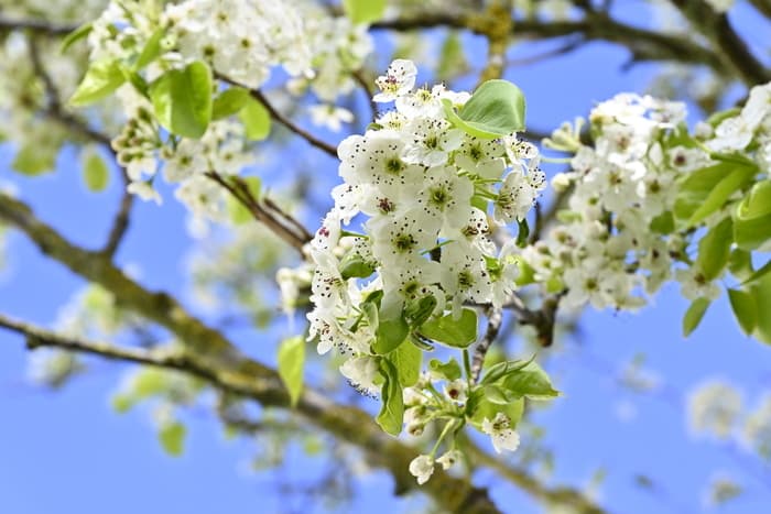 Dessine la biodiversité de ton quartier