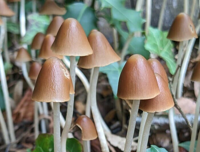 Les secrets du monde fongique : à la découverte des champignons de notre Jardin