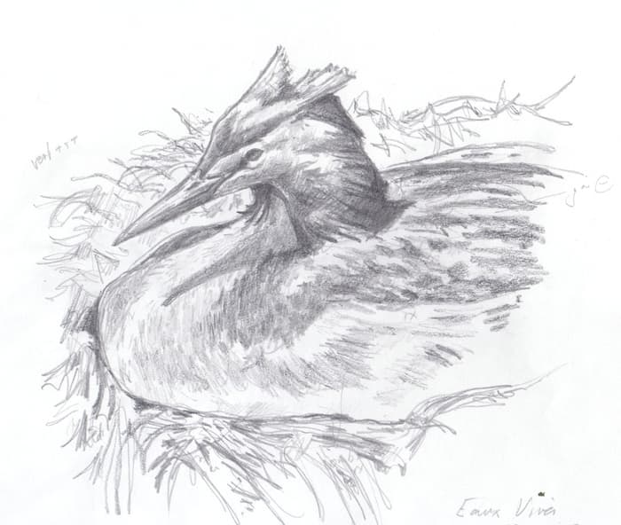 Balade dessinée, pour mieux connaître la nature qui nous entoure