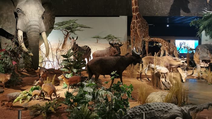 Les secrets de la savane africaine et de ses animaux