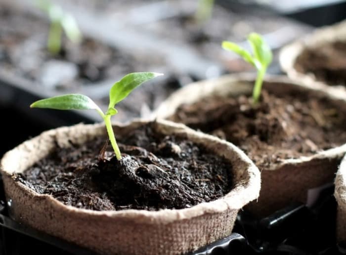 Atelier les p’tit-e-s jardinier-ère-s au théâtre de la Comédie