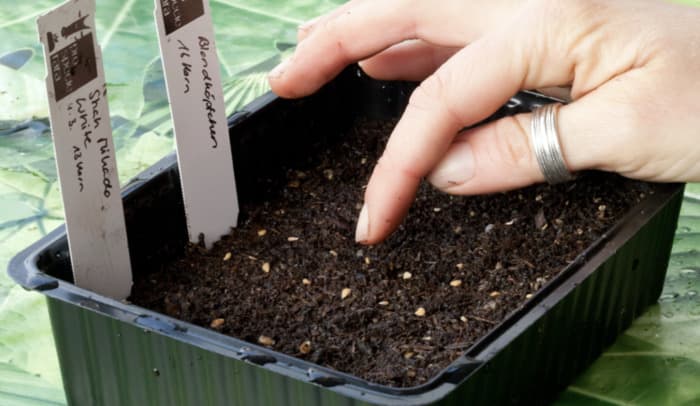 Préparation de plantons