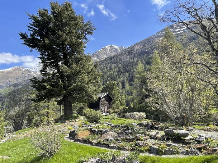 Les plantes comestibles en montagne