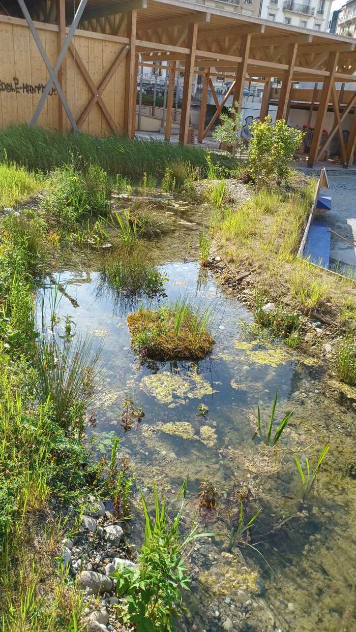 Des étangs en ville: à quoi ça sert?