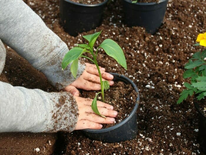Atelier p’tits jardiniers: La rentrée au jardin!