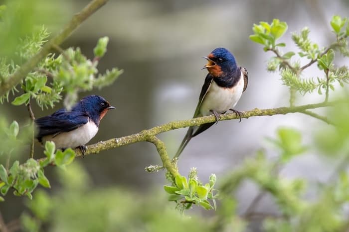 À l'écoute du chant (et des cris) des oiseaux