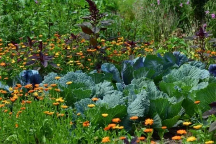 Soirée d’initiation à la permaculture