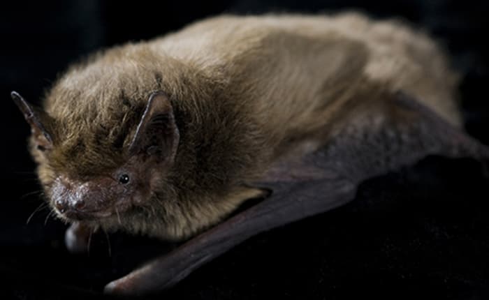 Balade acoustique et conférence en plein-air sur les Chauves-Souris